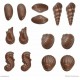 Chocolate Moulds - Seashells Mould